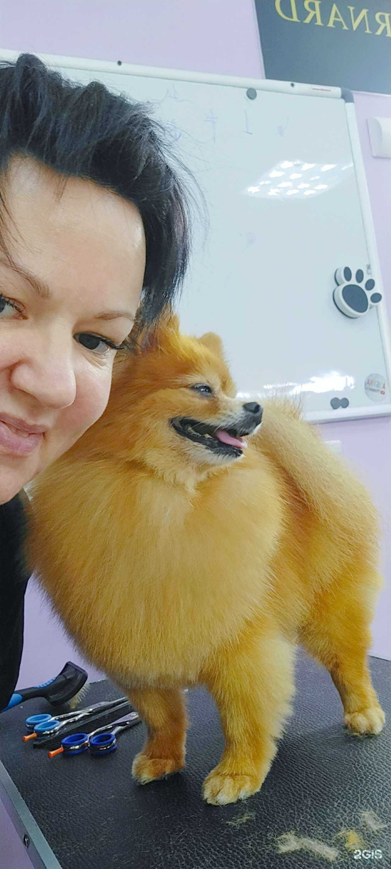 Отзывы на компанию Кабинет груминга в Калининграде c фото