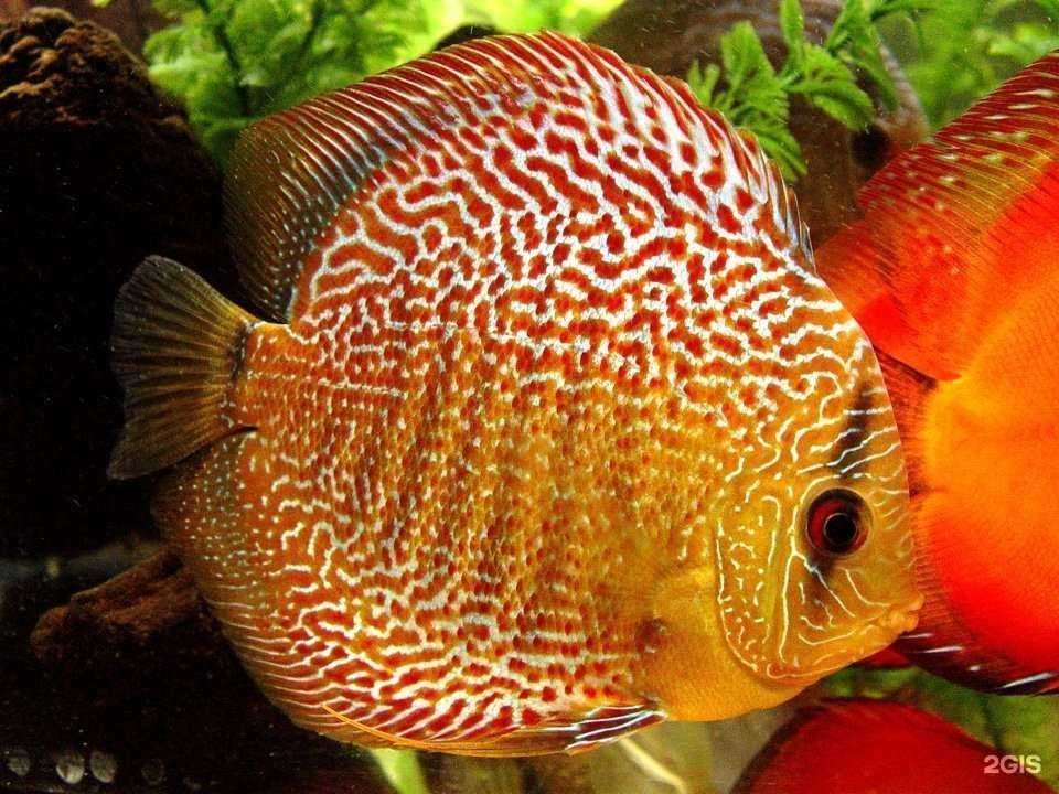 Отзывы на компанию Мир природы в г. Рязань c фото