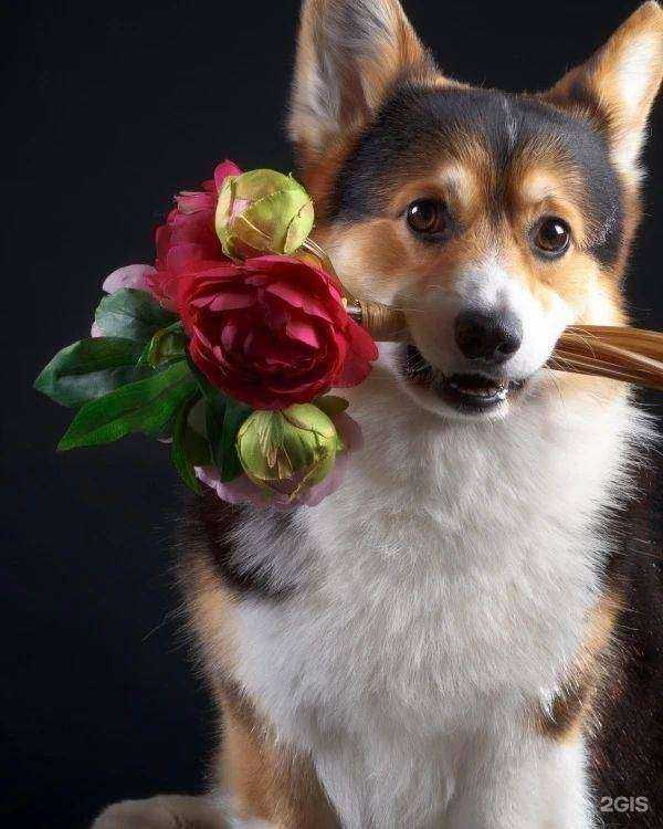 Отзывы на компанию Любимка в Пензе c фото