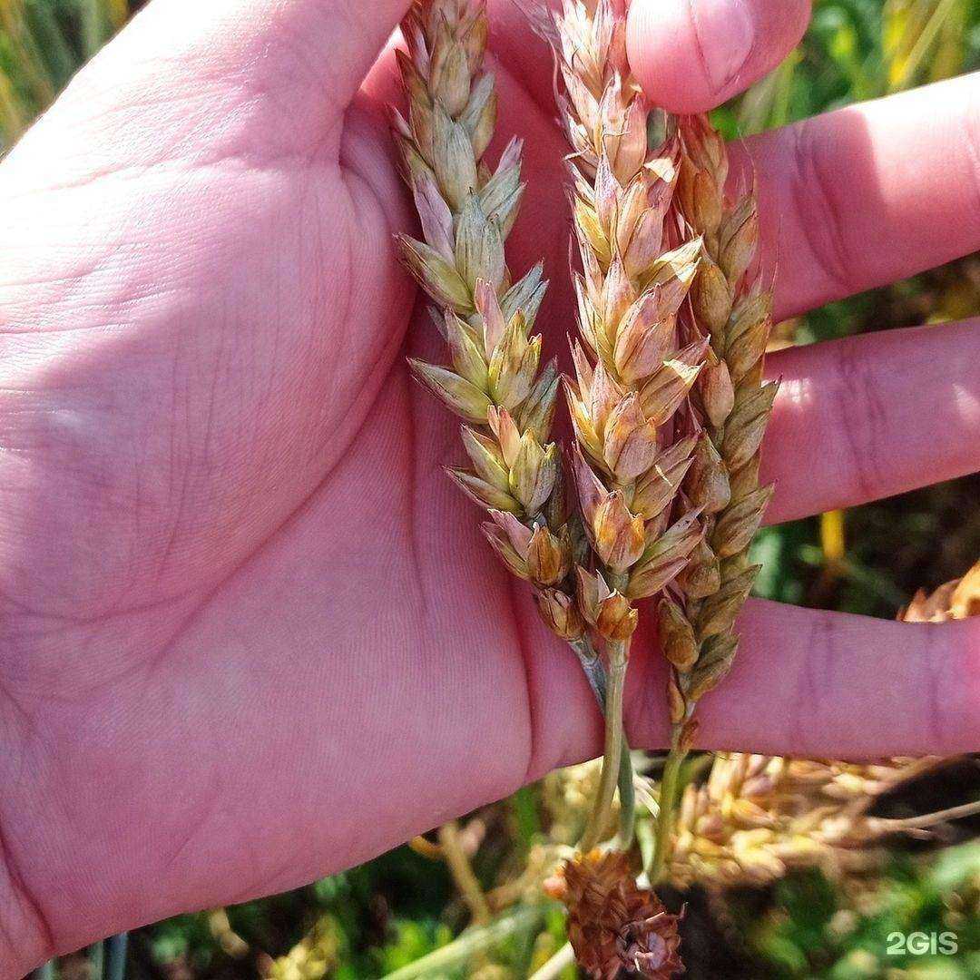 Отзывы на компанию Агро ресурс 42 в г. Кемерово c фото