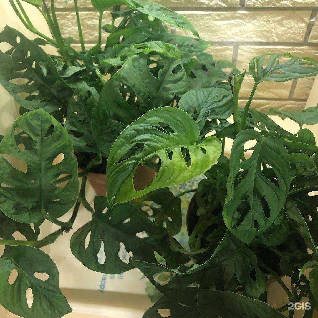 Отзывы на компанию Fiori в Хасавюрте c фото