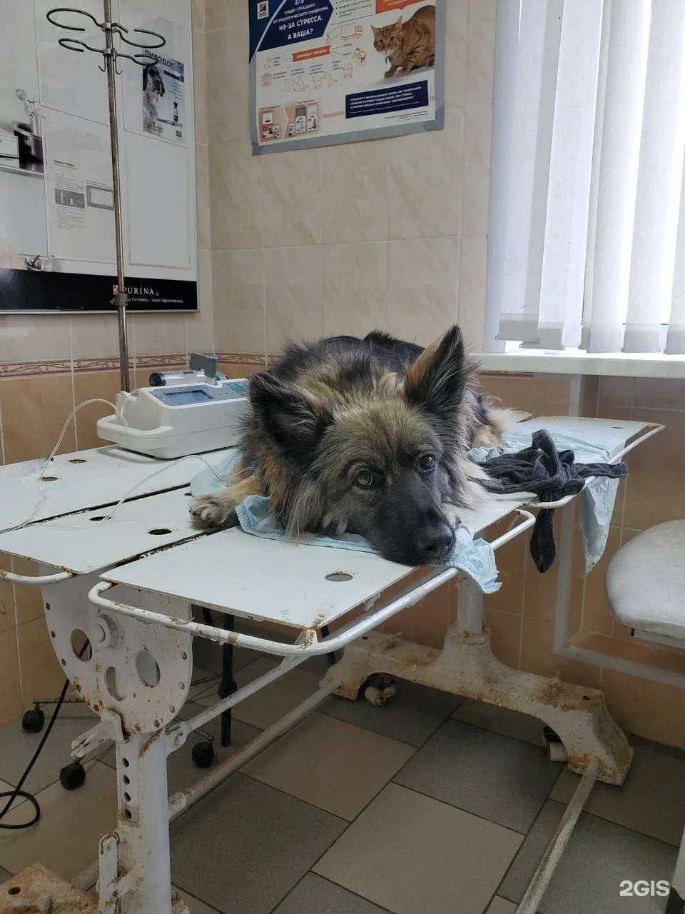 Отзывы на компанию Управление ветеринарии Екатеринбурга в Екатеринбурге c фото