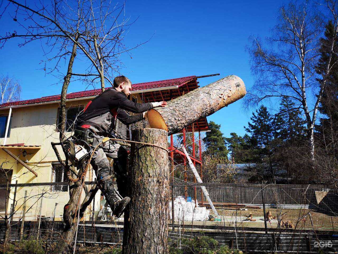 Отзывы на компанию Удаление деревьев в г. Королёв c фото