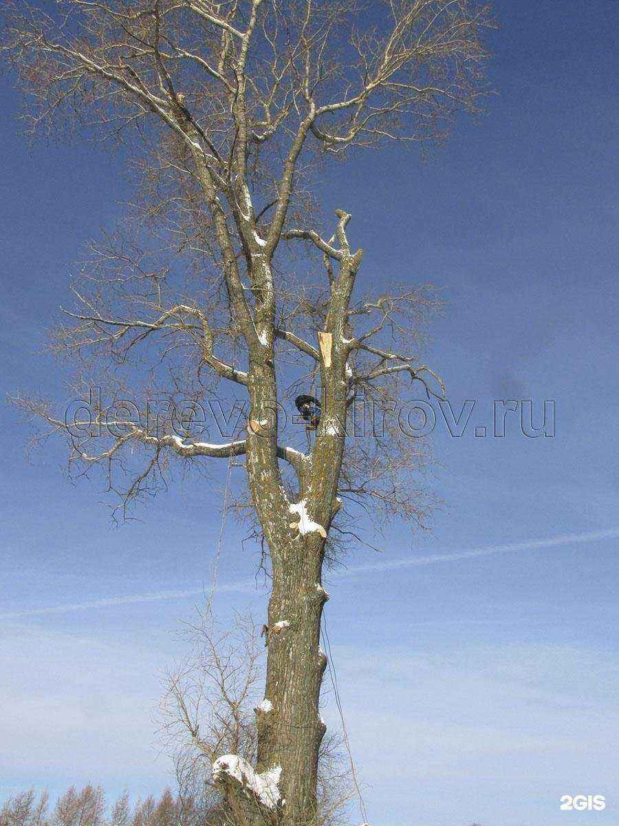 Отзывы на компанию Компания по спилу деревьев в Кирове c фото