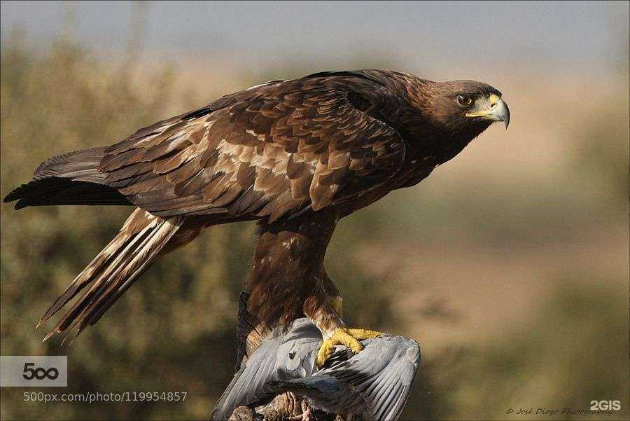 Отзывы на компанию Беркут в г. Тюмень c фото
