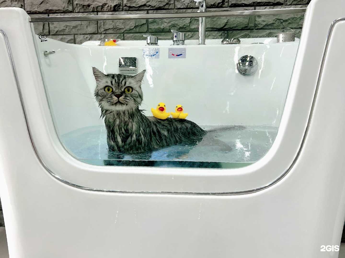 Отзывы на компанию Oh my Dog! в г. Муром c фото