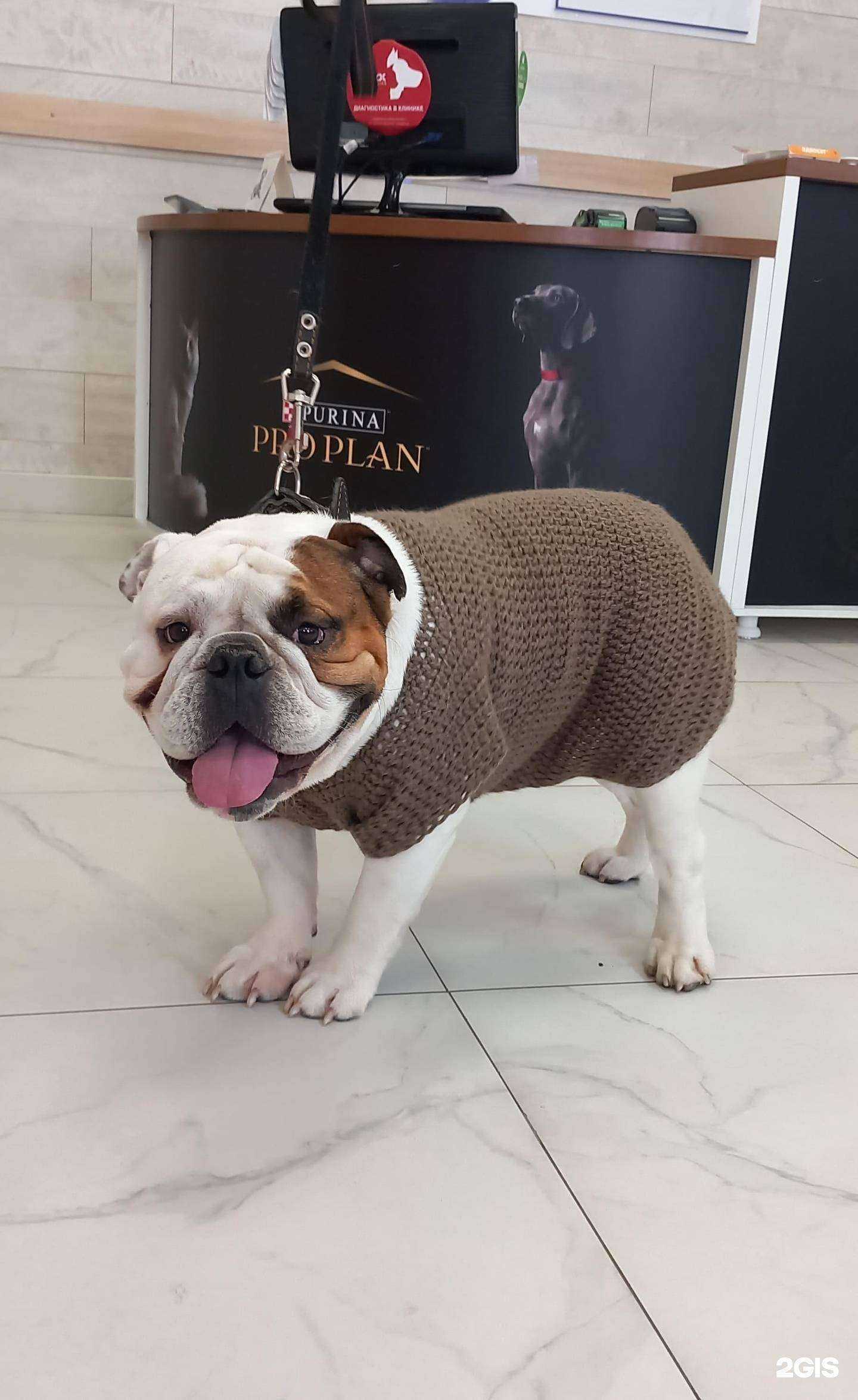 Отзывы на компанию Айболит в Шахтах c фото