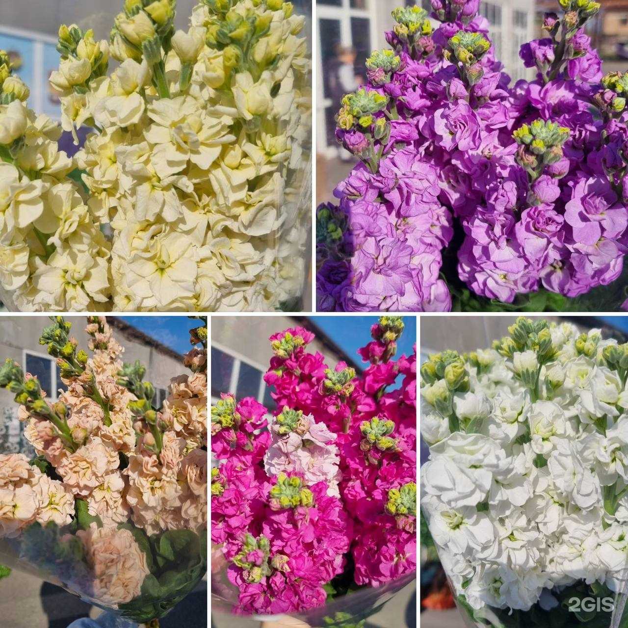 Отзывы на компанию Цветоводофф  в г. Самара c фото