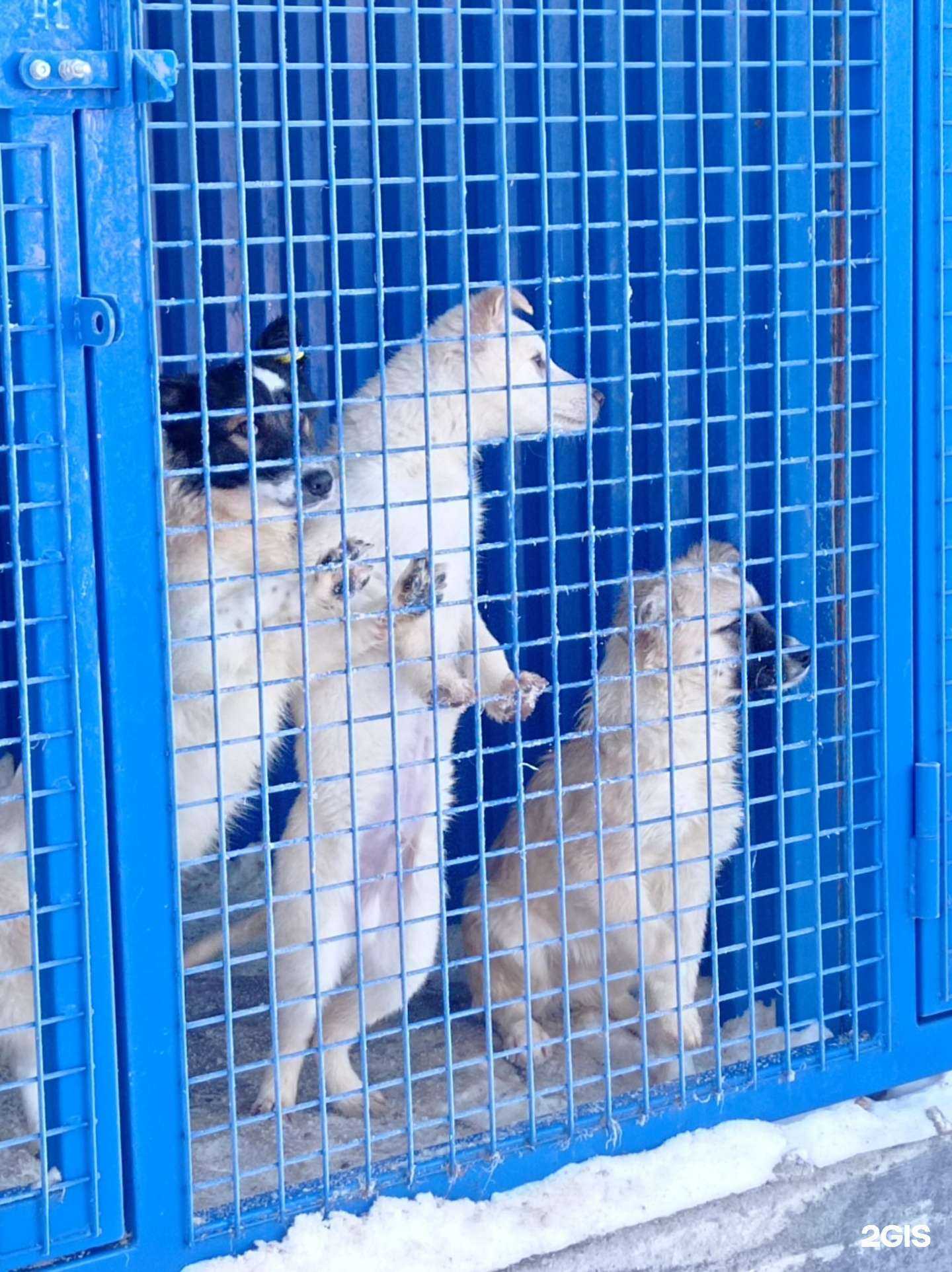 Отзывы на компанию Государственный приют для животных без владельцев в Магнитогорске c фото