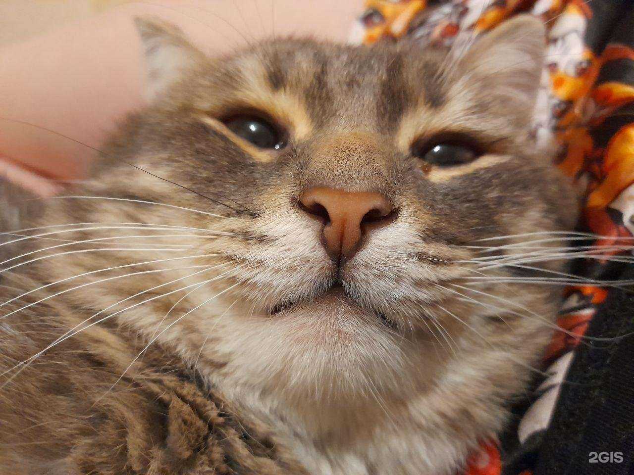 Отзывы на компанию Зоодоктор в г. Набережные Челны c фото