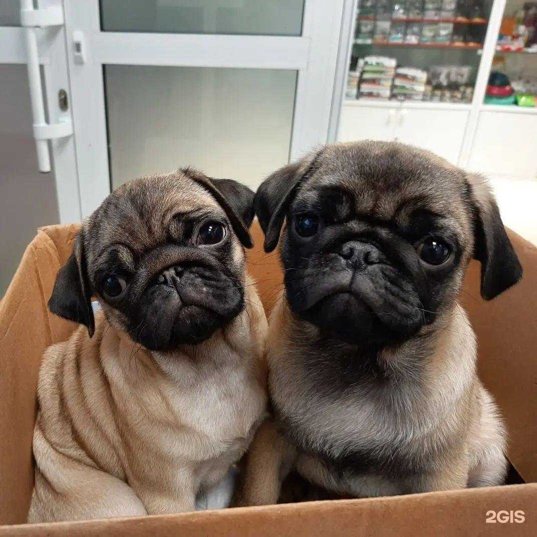 Отзывы на компанию Рыжий Лис в Томске c фото