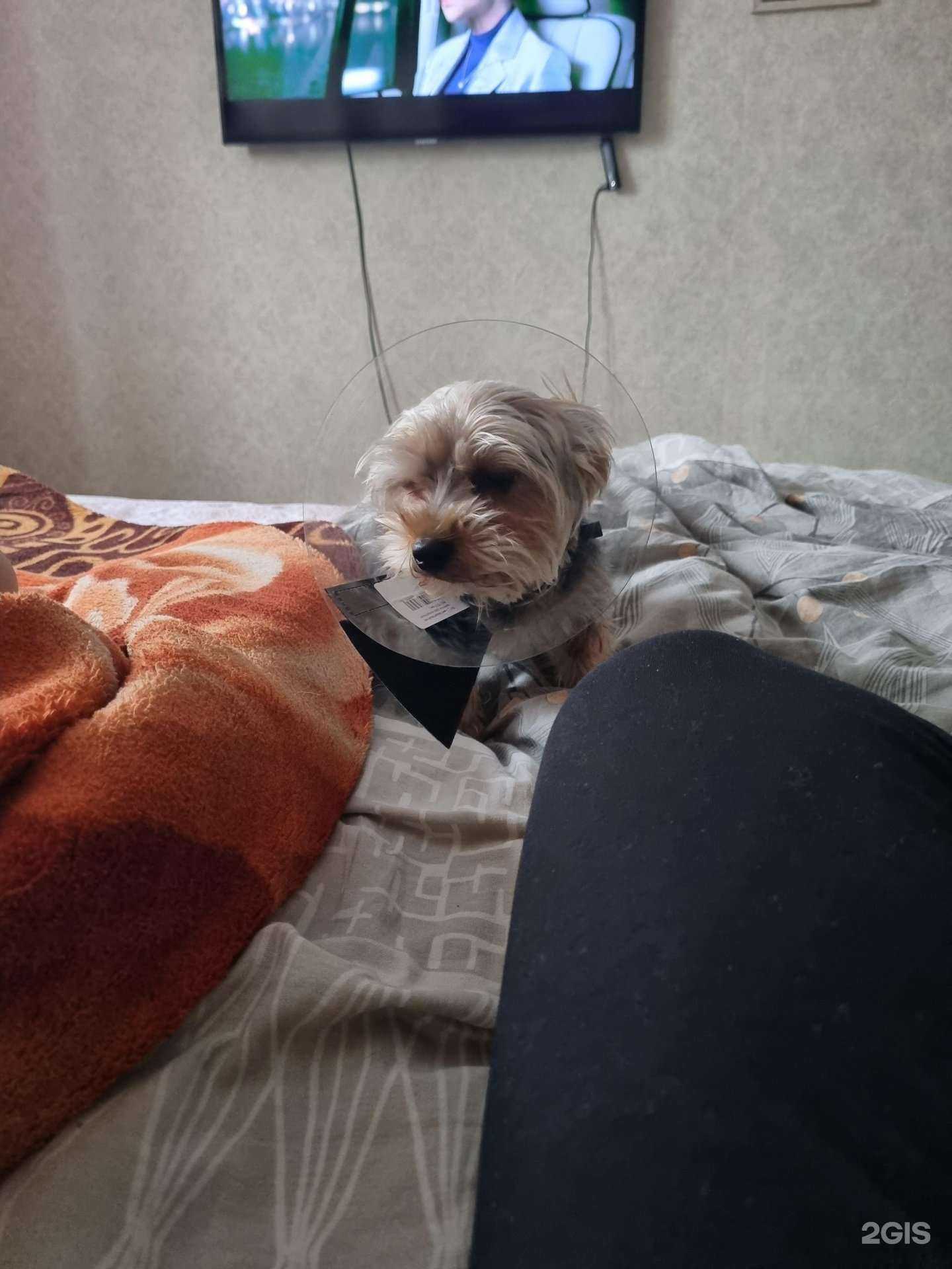 Отзывы на компанию Доктор vet в г. Саяногорск c фото