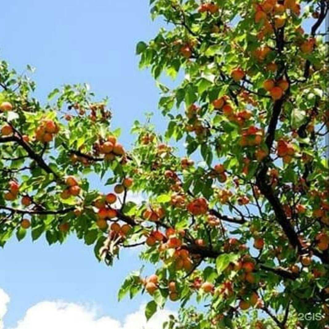 Отзывы на компанию Астраханский питомник многолетних цветов и декоративных кустарников в г. Астрахань c фото