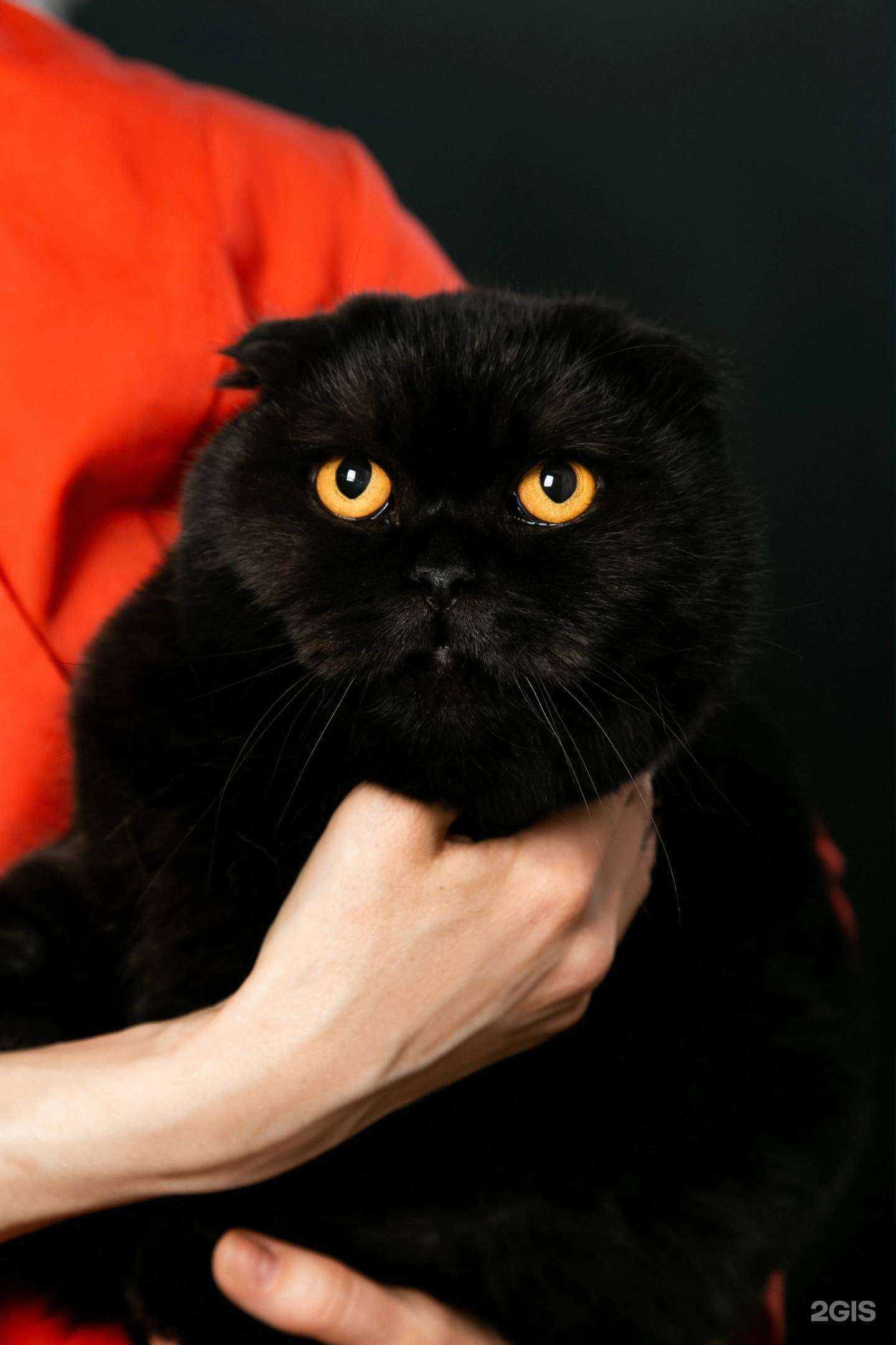 Отзывы на компанию Рыжий лис в Копейске c фото