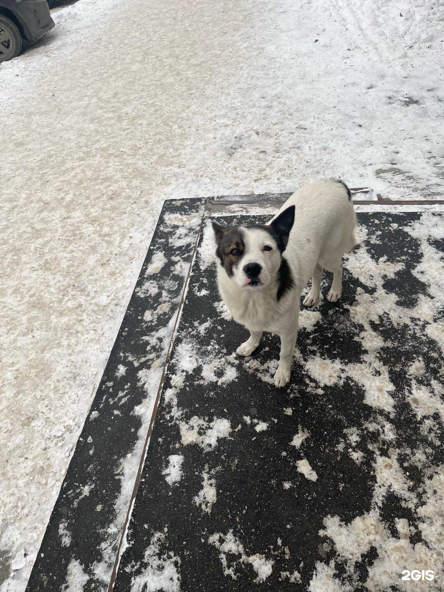 Отзывы на компанию Магазин сувениров в г. Новосибирск c фото