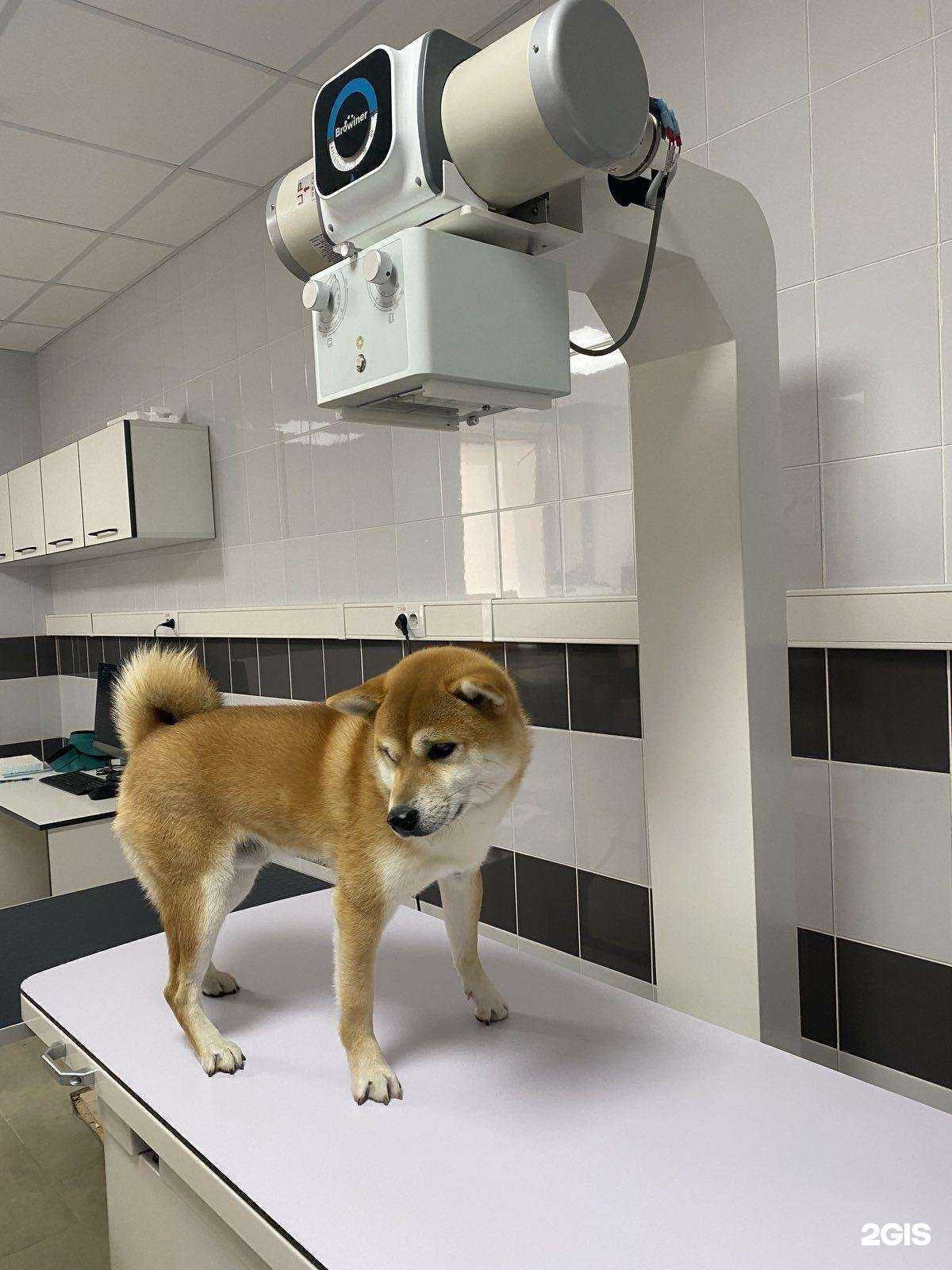 Отзывы на компанию Ветеринарный центр доктора Базылевского А.А. в г. Смоленск c фото