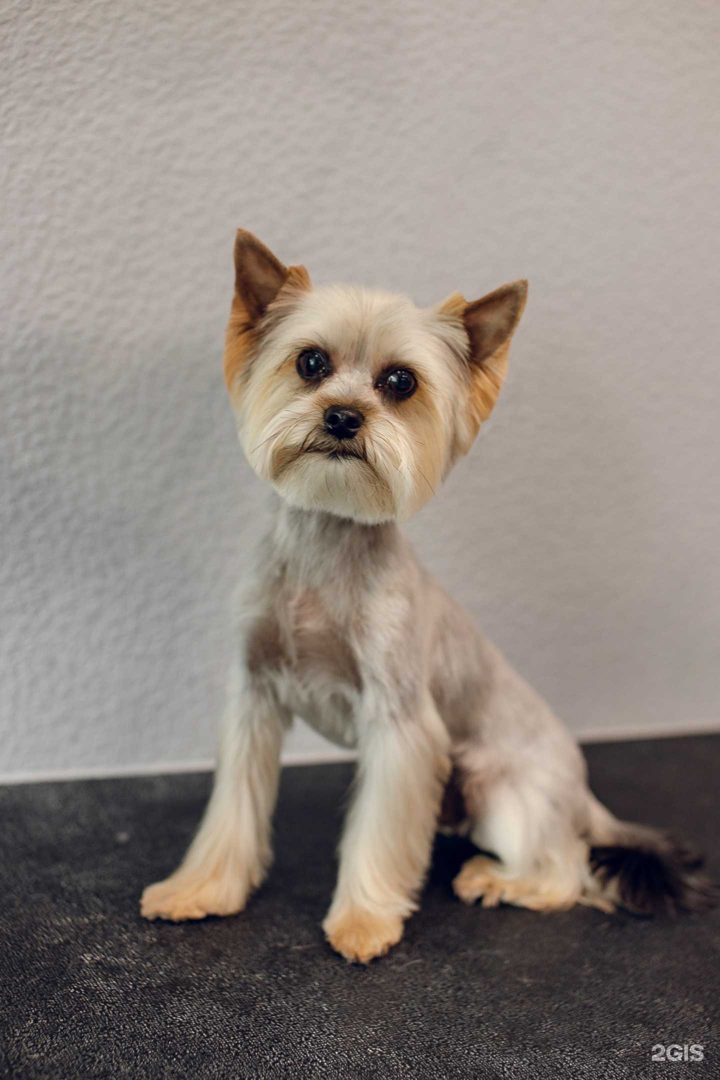 Отзывы на компанию Стиляги в Перми c фото