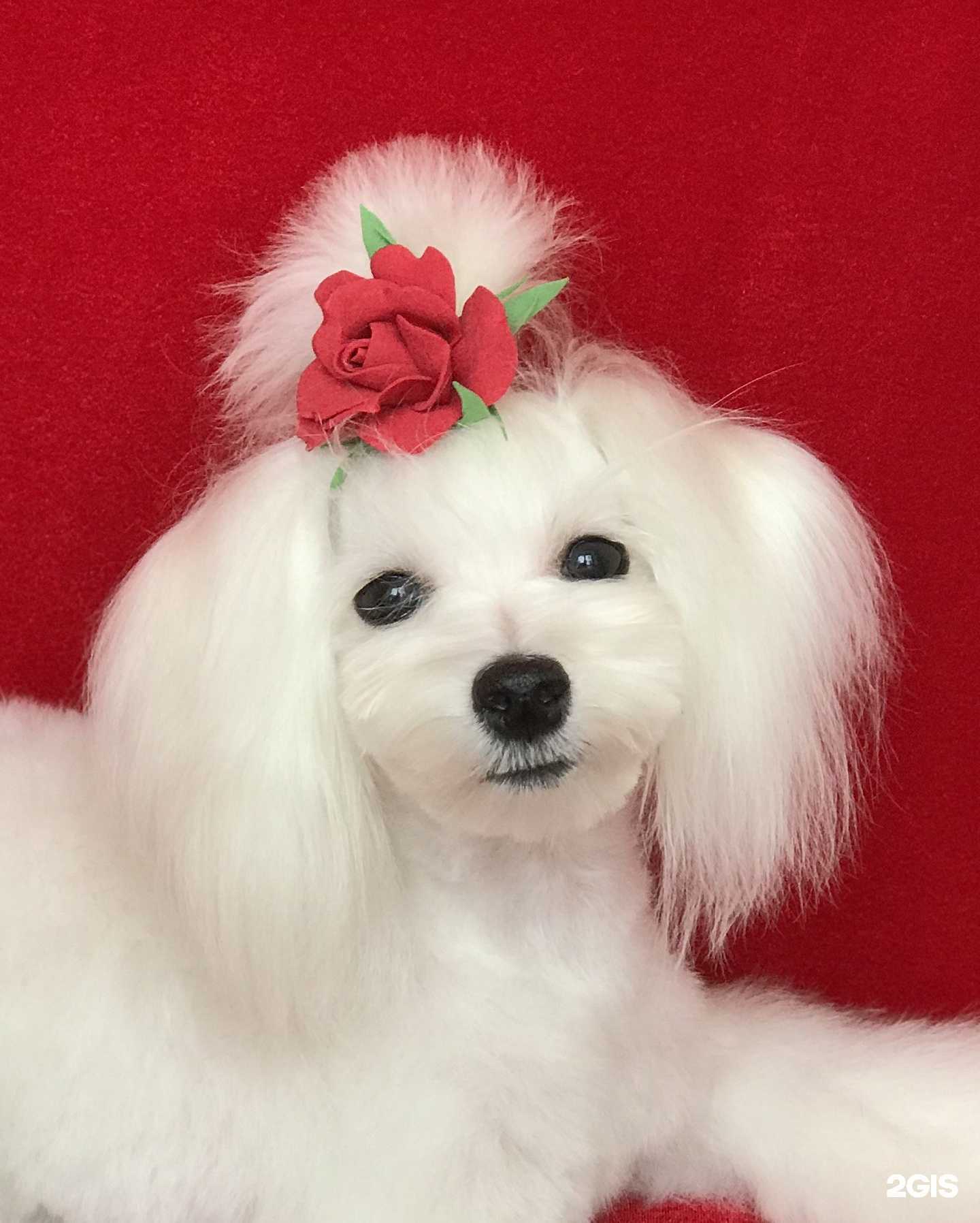 Отзывы на компанию Зоосалон №1 в г. Тольятти c фото