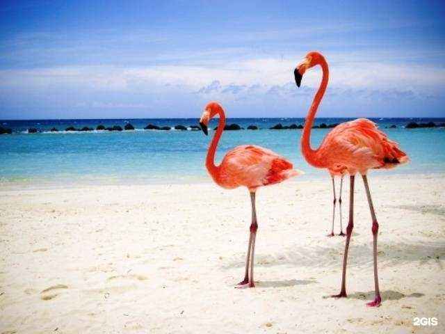 Отзывы на компанию Фламинго в Владимире c фото