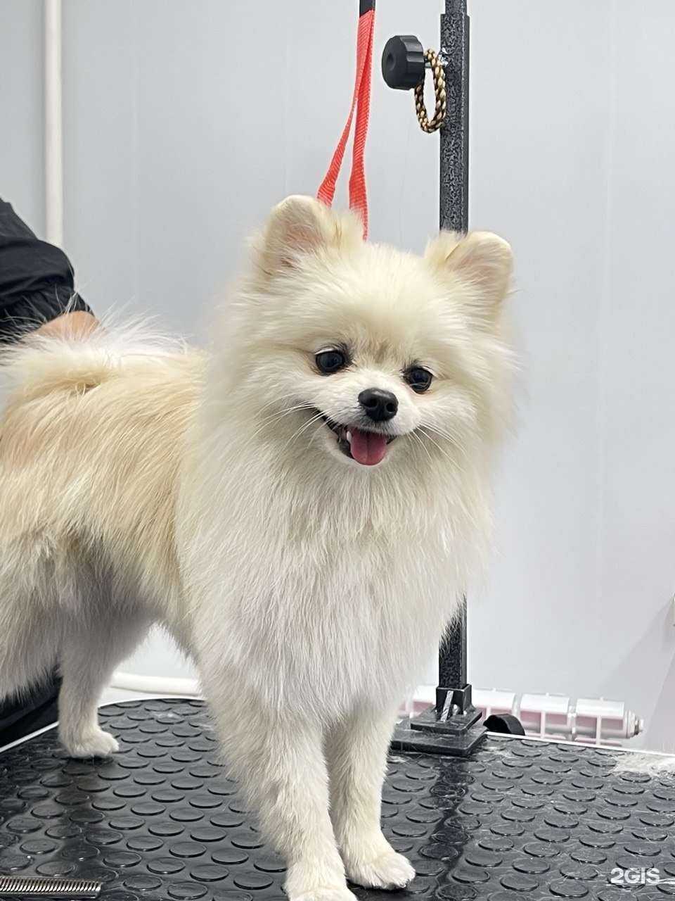 Отзывы на компанию Groomer в г. Екатеринбург c фото