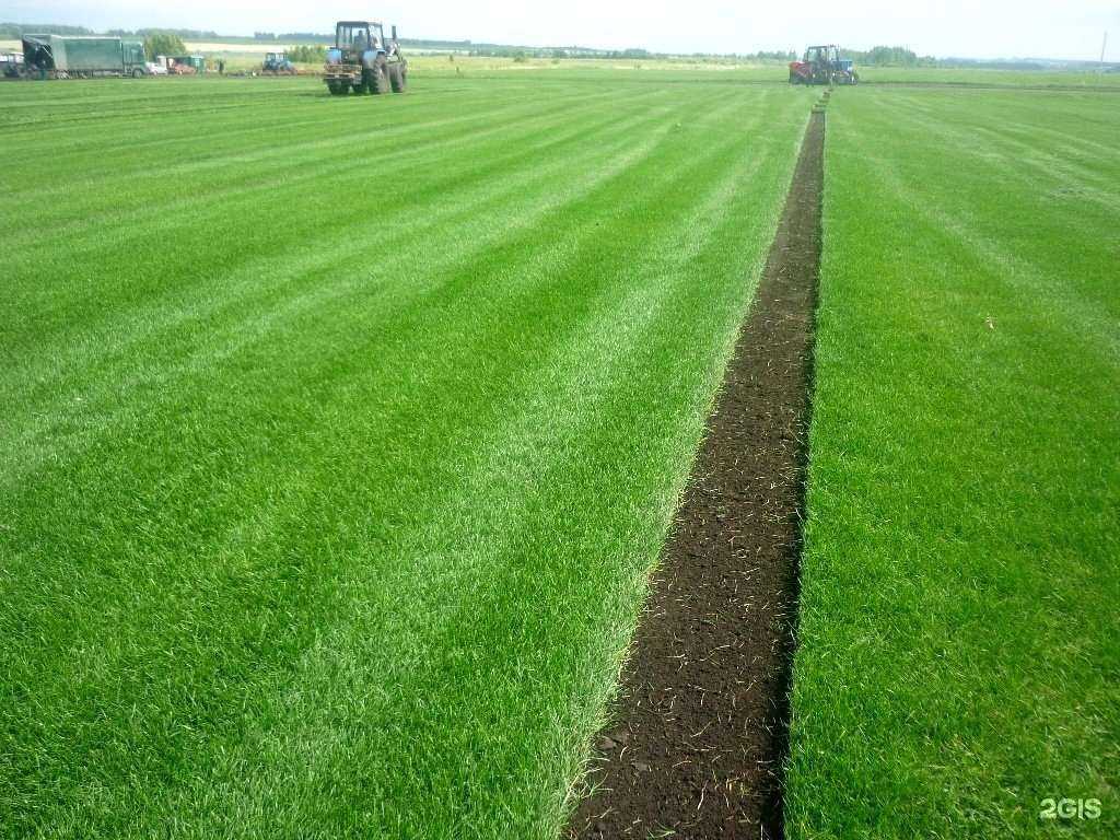 Отзывы на компанию Газоны Челябинска в Челябинске c фото