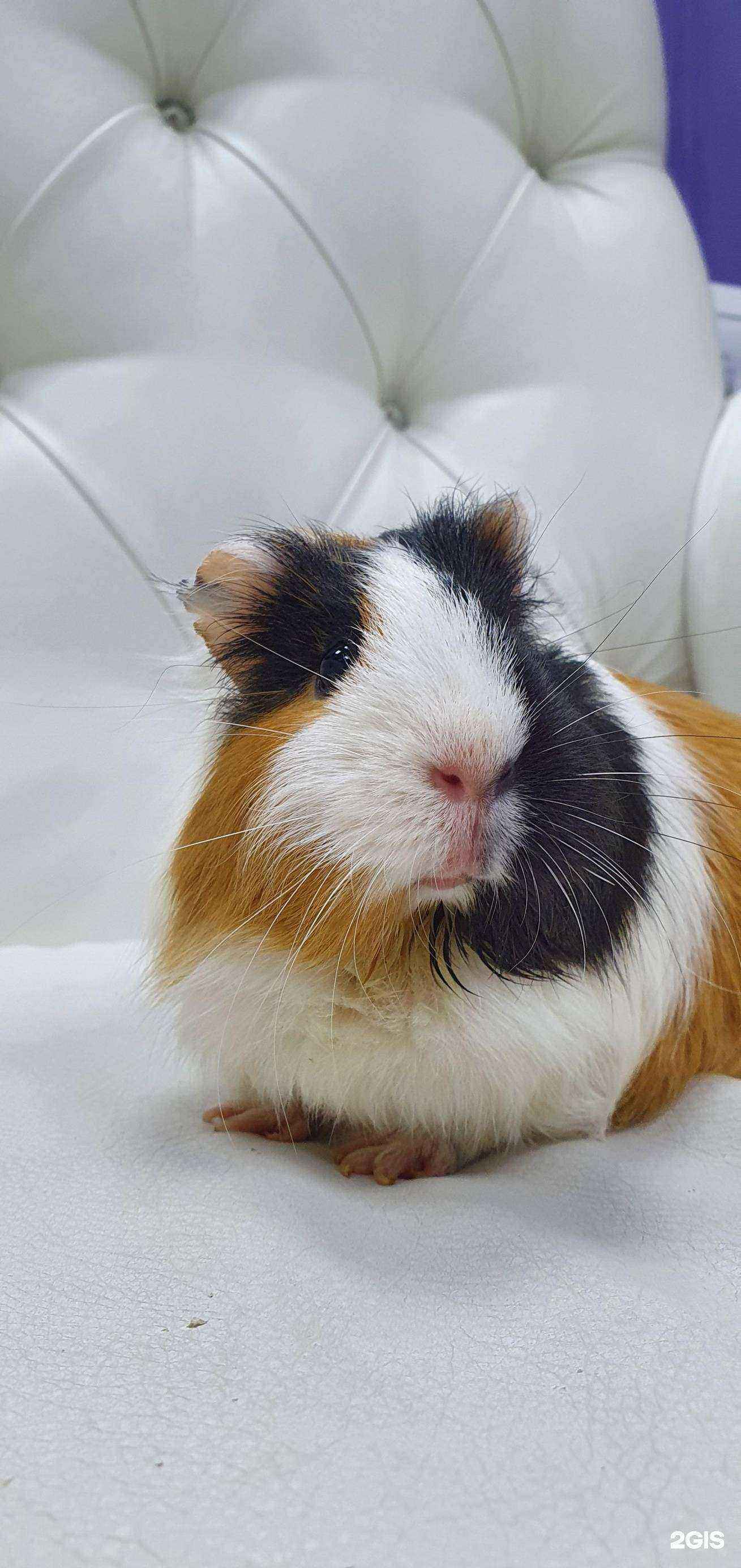 Отзывы на компанию Живой дом-кошки в г. Красноярск c фото