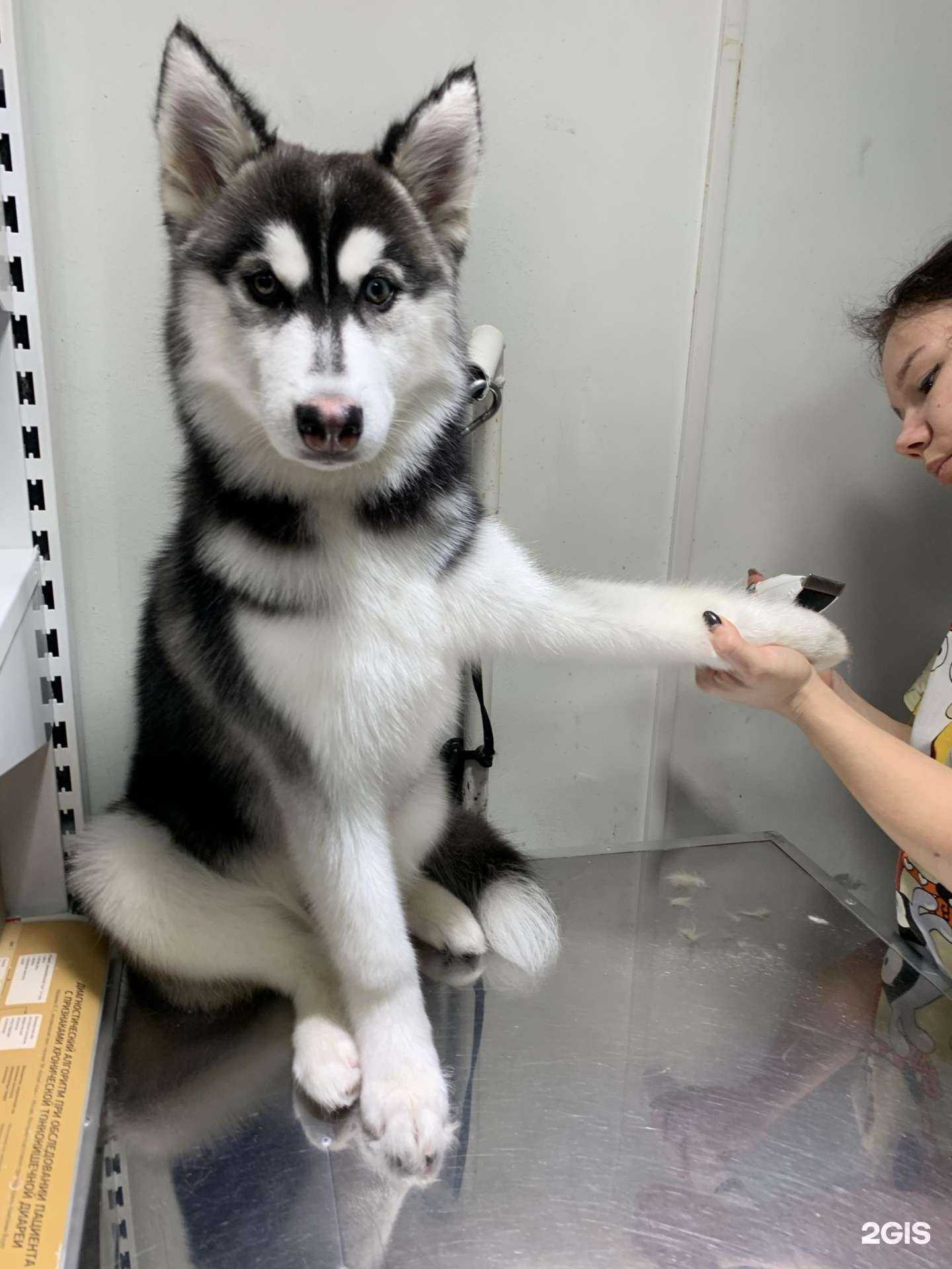 Отзывы на компанию Ветеринарная клиника Елены Филипповой в Иванове c фото