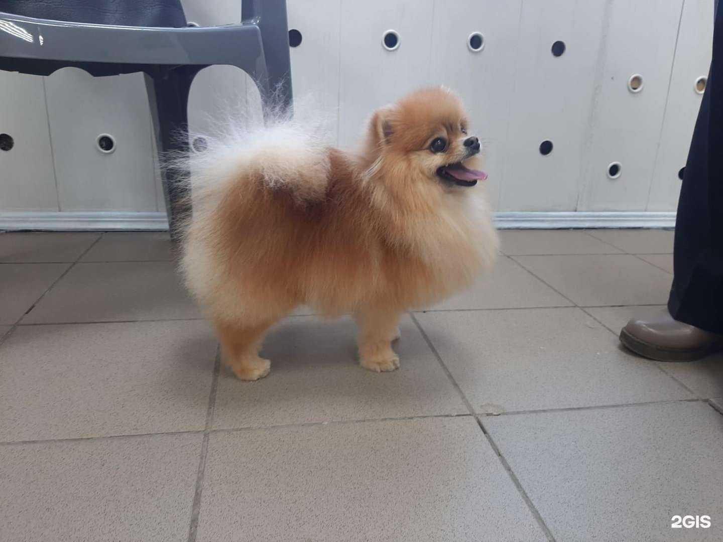 Отзывы на компанию Спа для Пса в г. Стерлитамак c фото