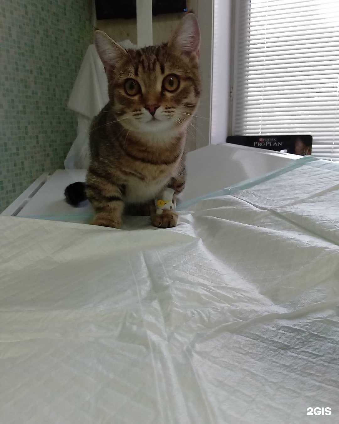 Отзывы на компанию Вет-Фауна в Иркутске c фото