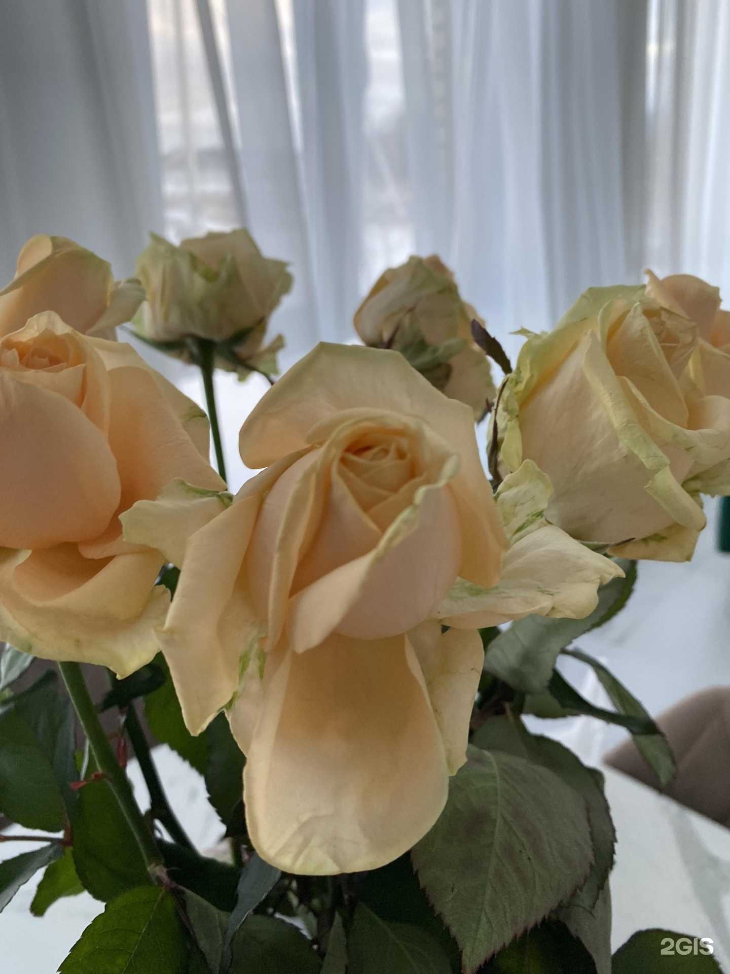 Отзывы на компанию Розы Белогорья в г. Белгород c фото