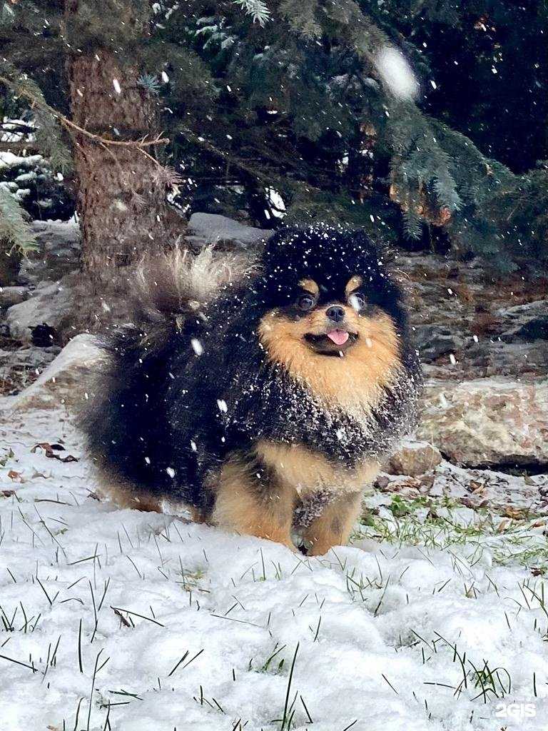 Отзывы на компанию Манзана де Оро в г. Новосибирск c фото