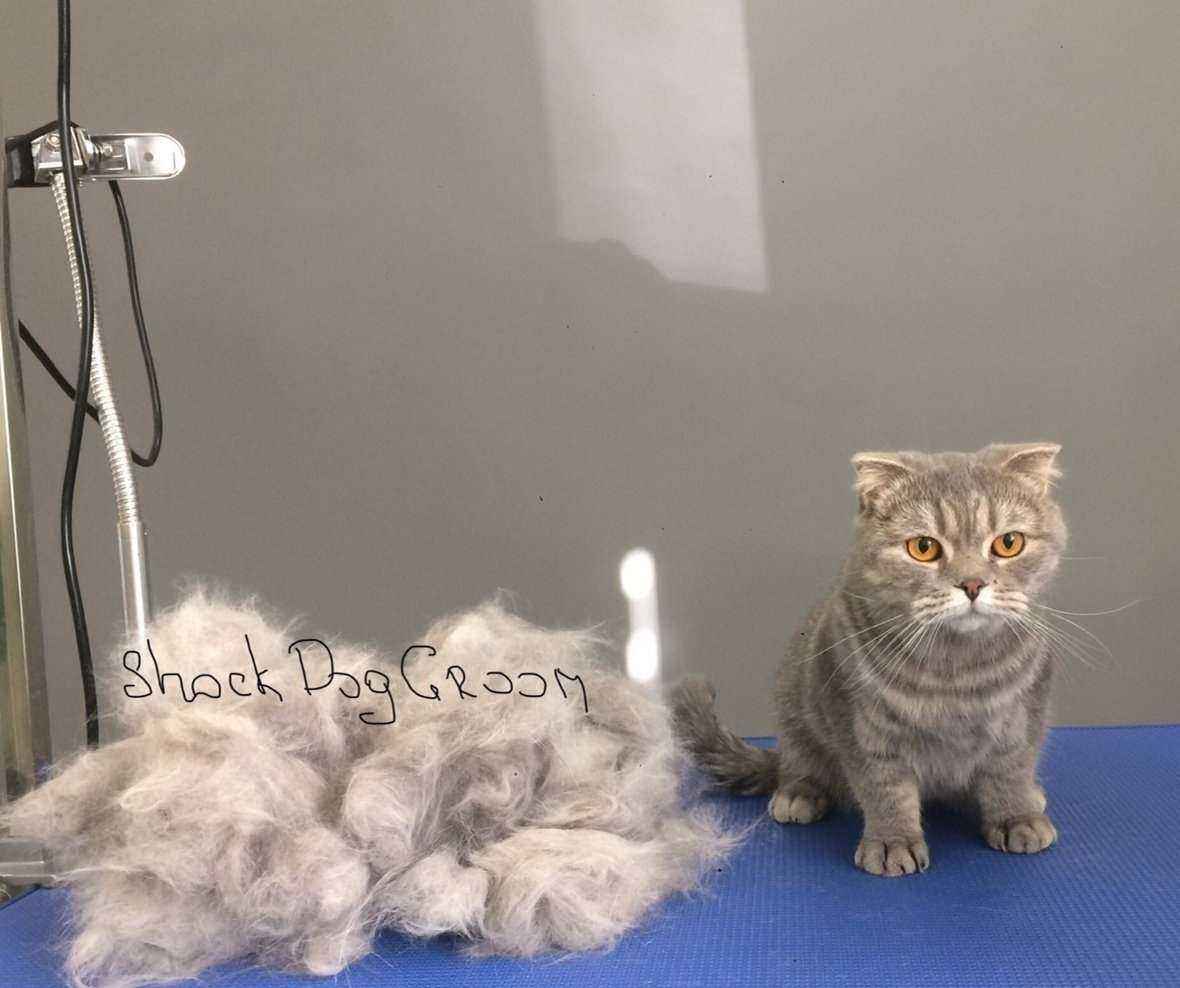 Отзывы на компанию Шок дог грум в г. Псков c фото