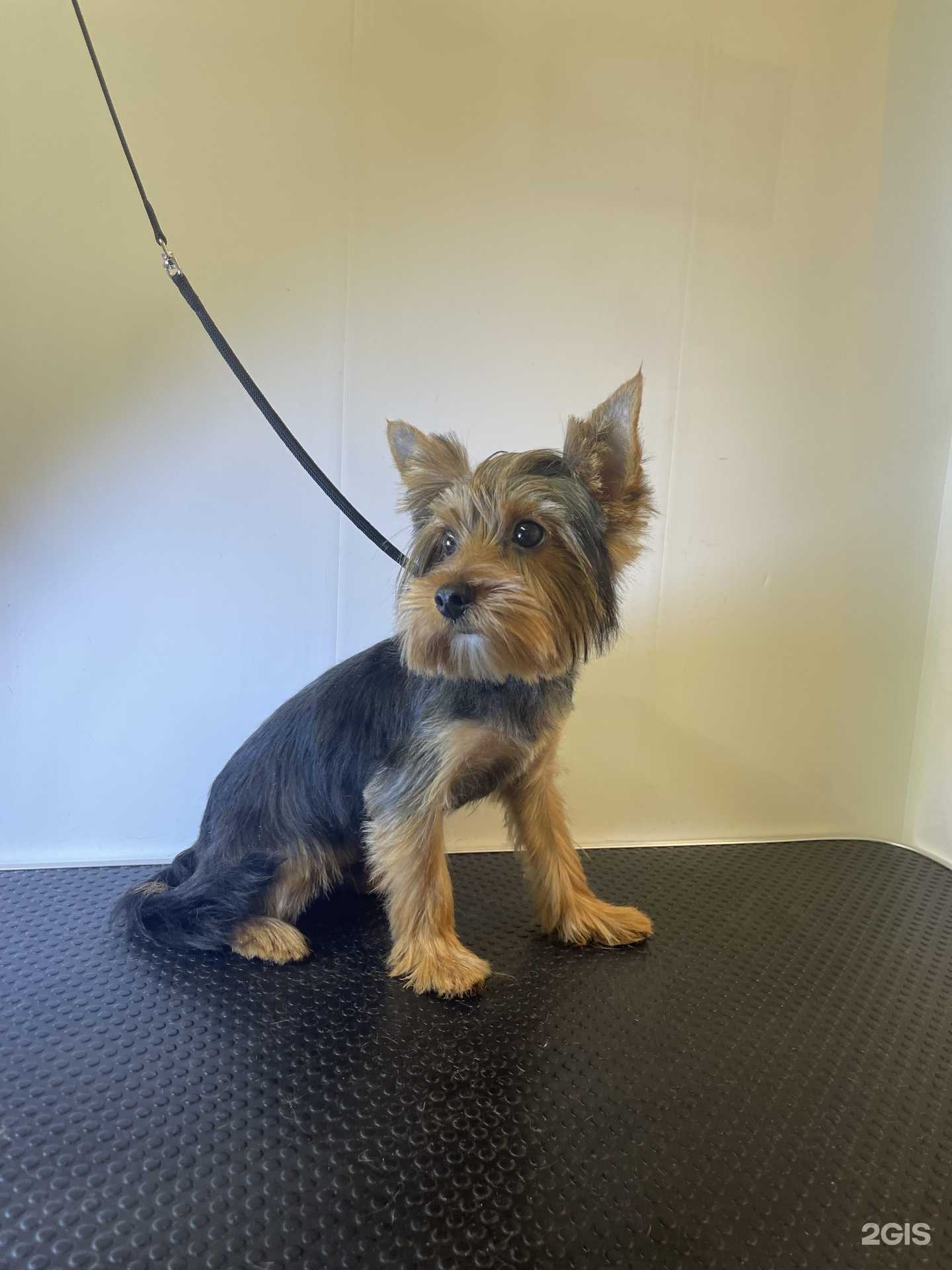 Отзывы на компанию Грумёрка в Уфе c фото