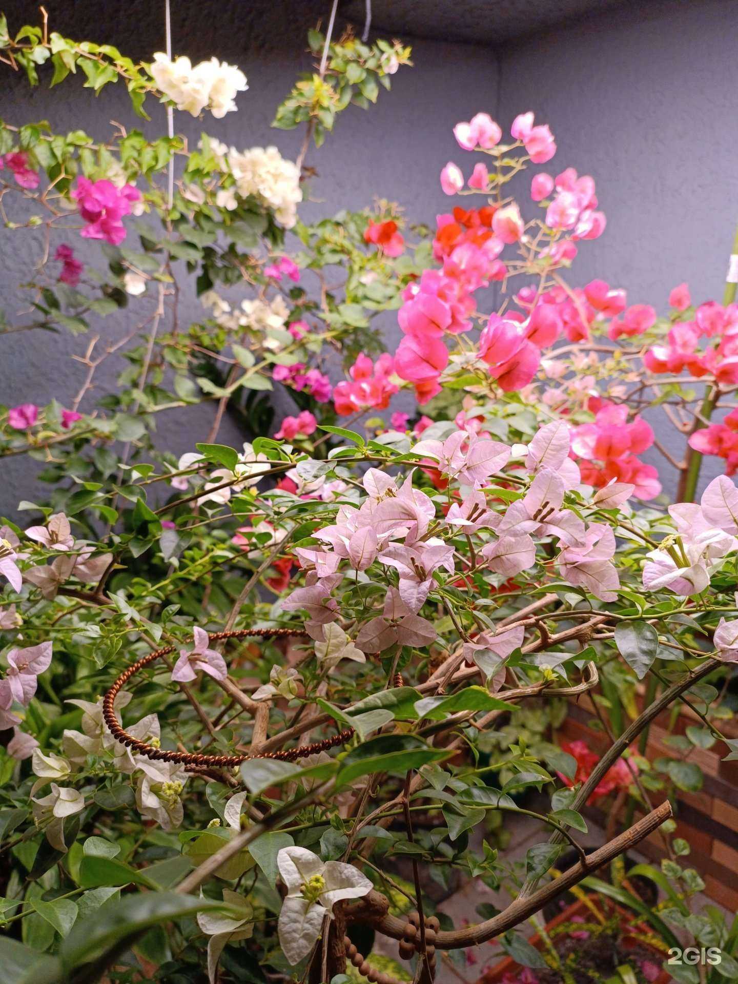 Отзывы на компанию Большая Красная Рыба в г. Самара c фото