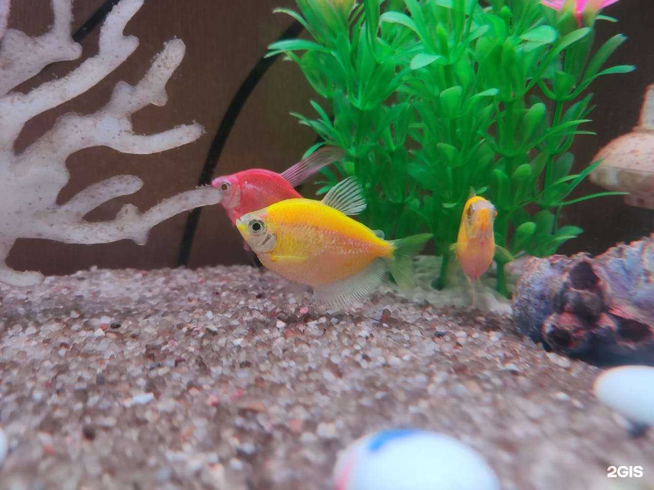 Отзывы на компанию Кеша в Владивостоке c фото