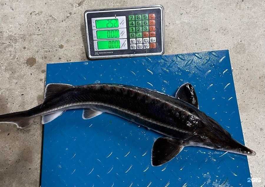 Отзывы на компанию Компания по продаже живой рыбы в г. Нижневартовск c фото