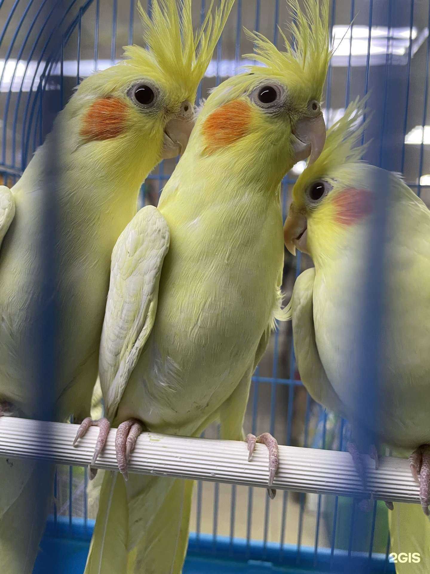 Отзывы на компанию Рыбакот в Чите c фото