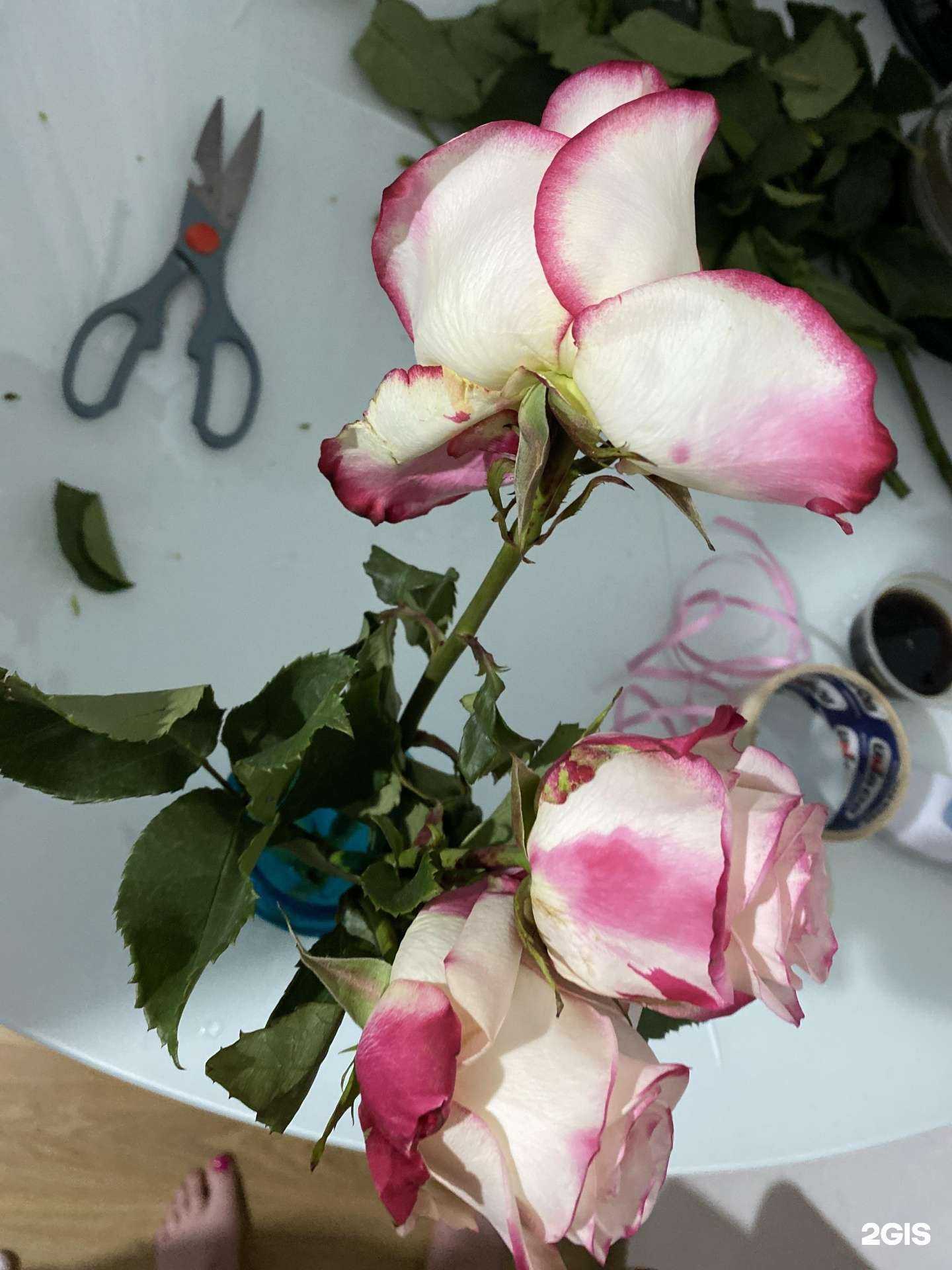 Отзывы на компанию Alaz в Кирове c фото