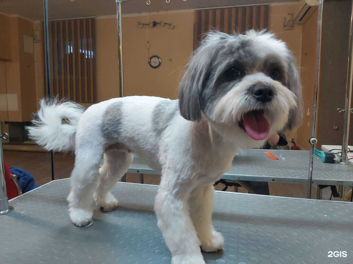 Отзывы на компанию Студия груминга в г. Ставрополь c фото