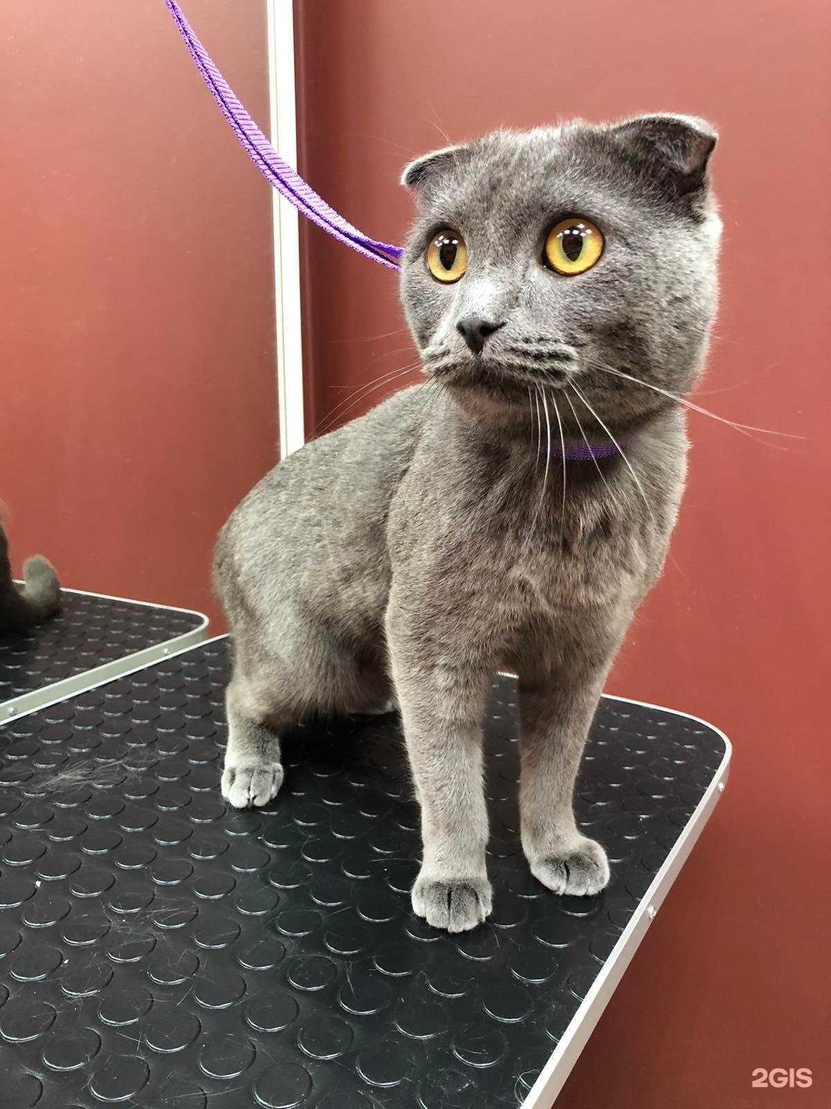 Отзывы на компанию Cat&Dog в Челябинске c фото