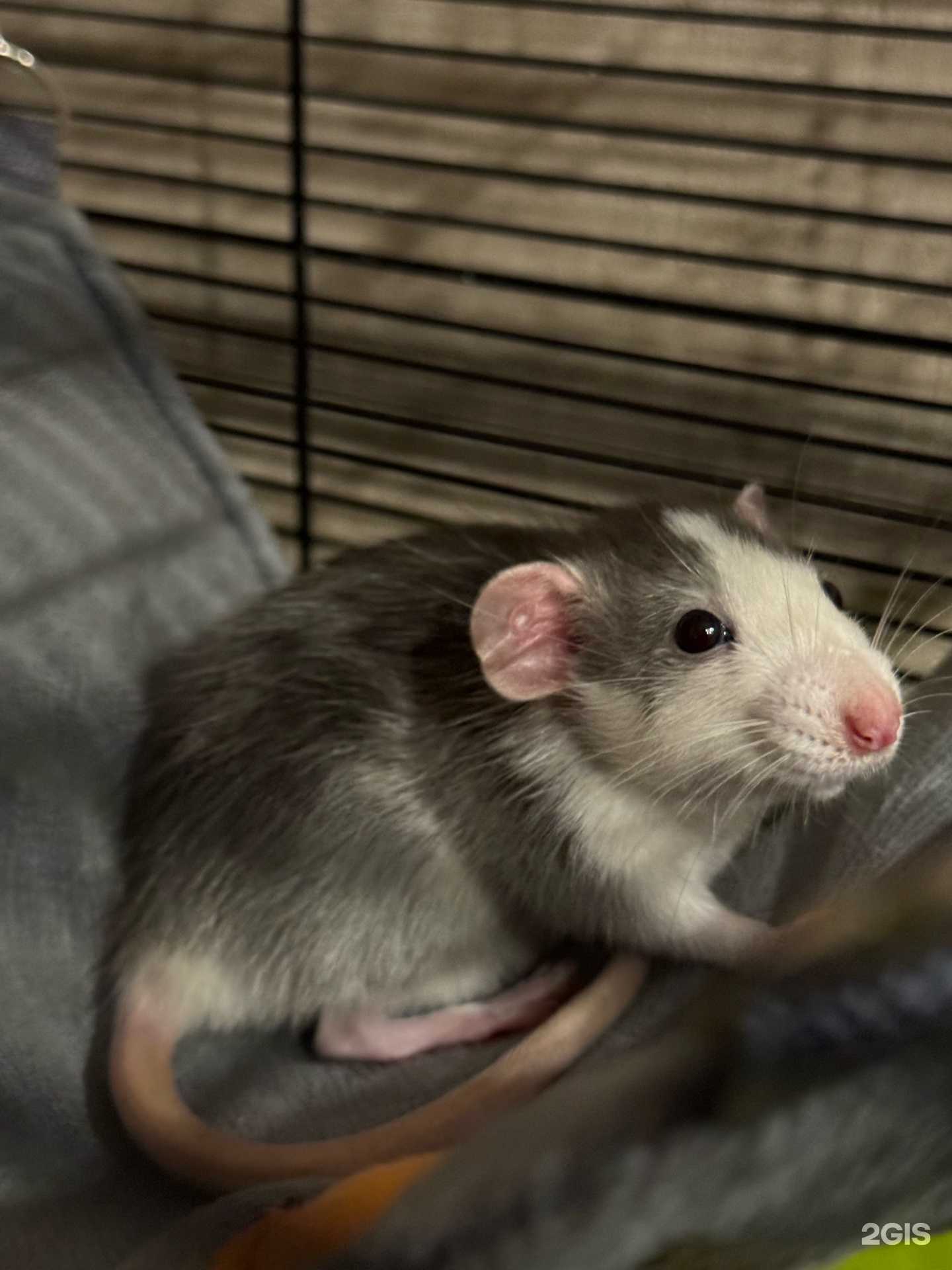 Отзывы на компанию Ветеринарная клиника в г. Ангарск c фото