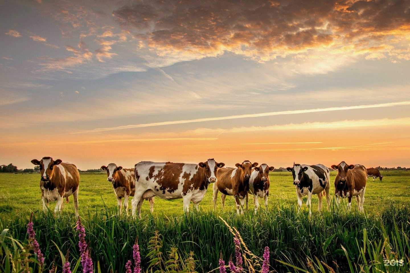 Отзывы на компанию Мясная Империя в г. Томск c фото