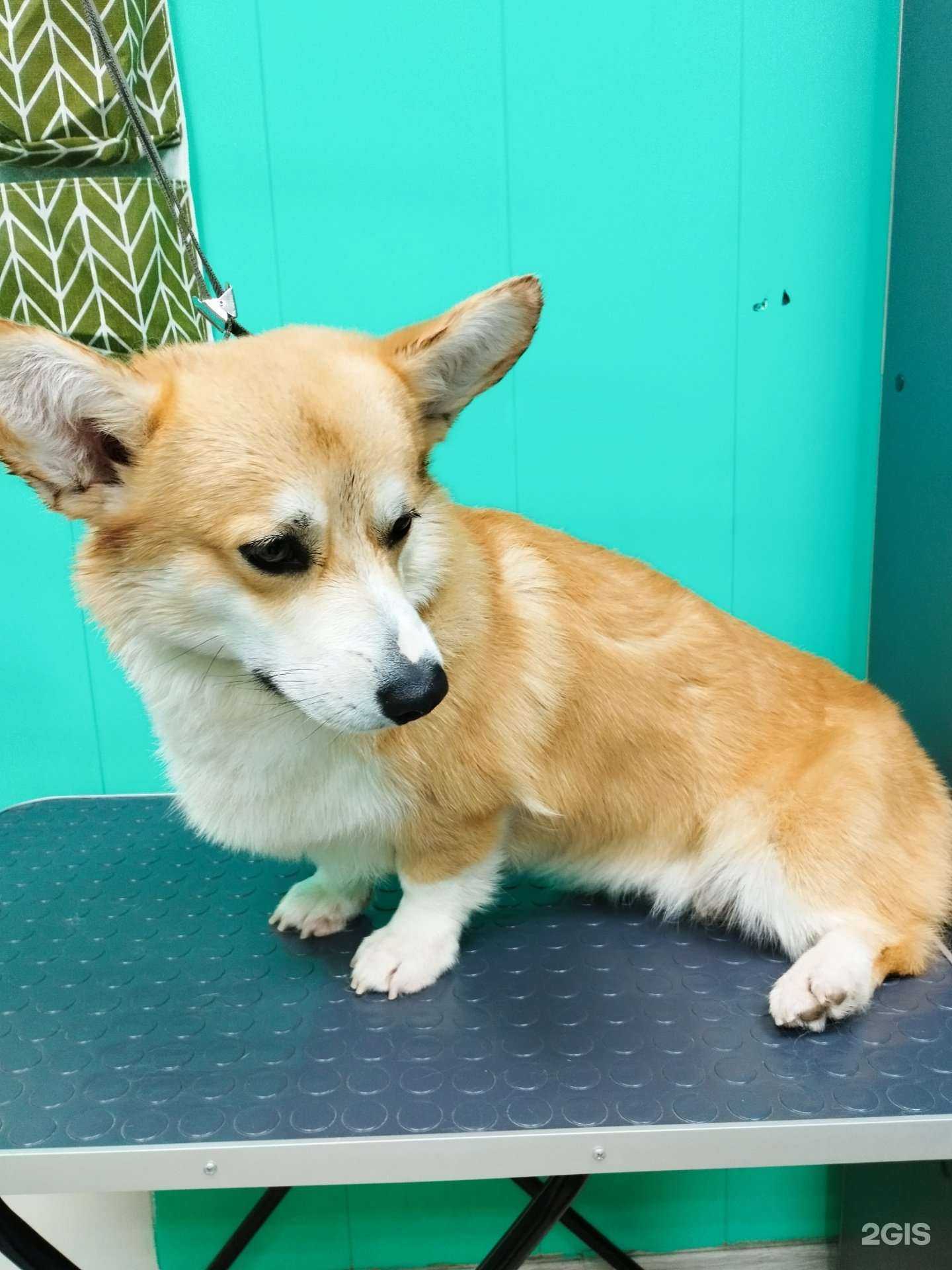 Отзывы на компанию Коготочки в Нижнем Новгороде c фото