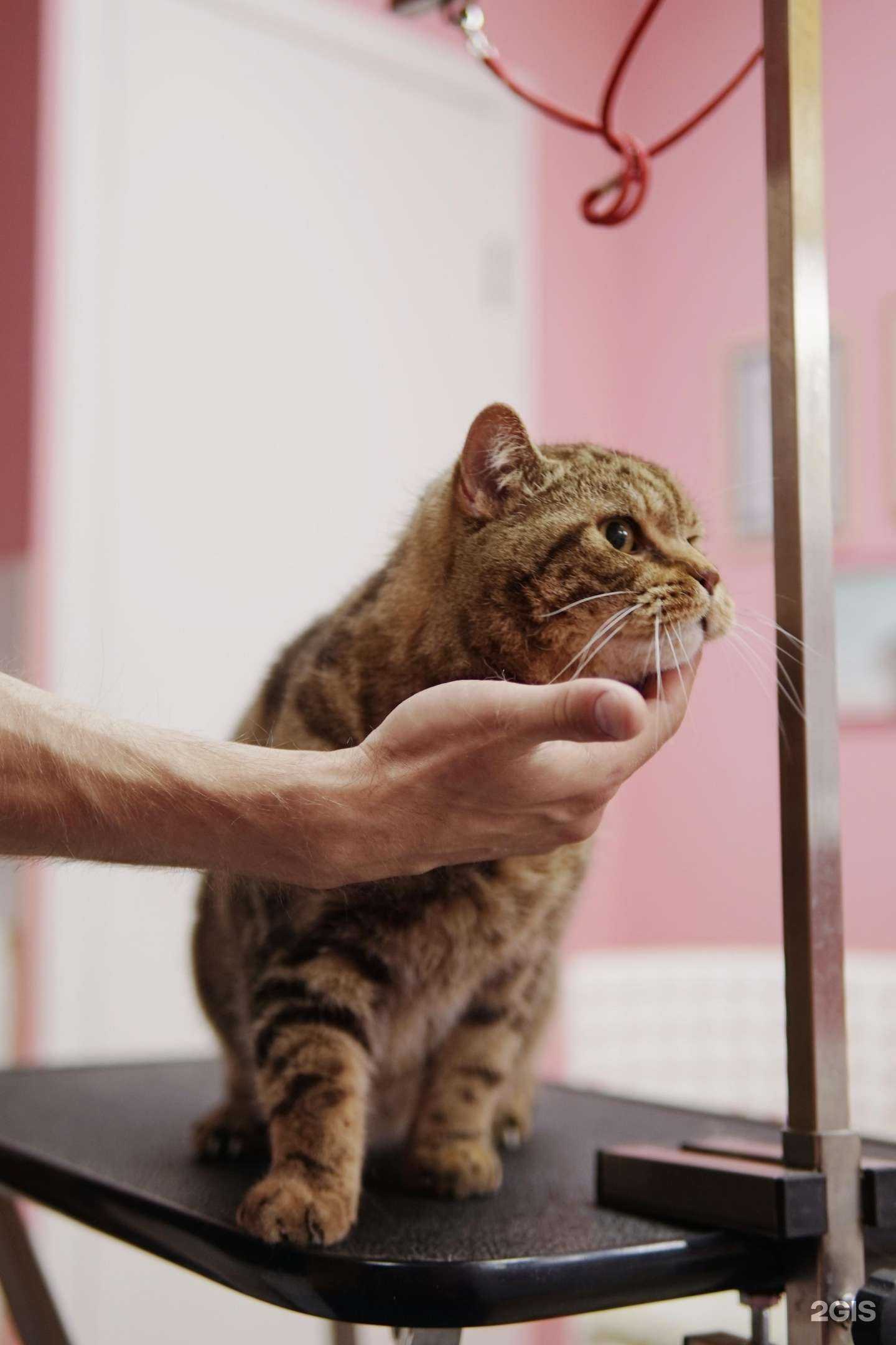 Отзывы на компанию Mimigroom в г. Волгоград c фото