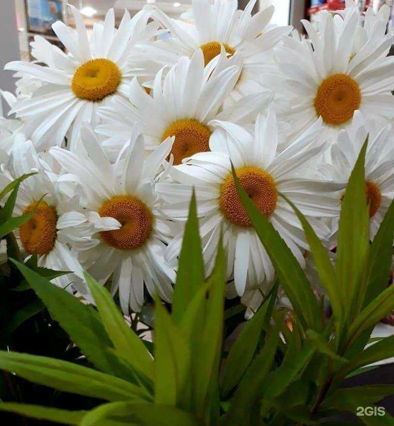 Отзывы на компанию Магазин цветов в г. Подольск c фото