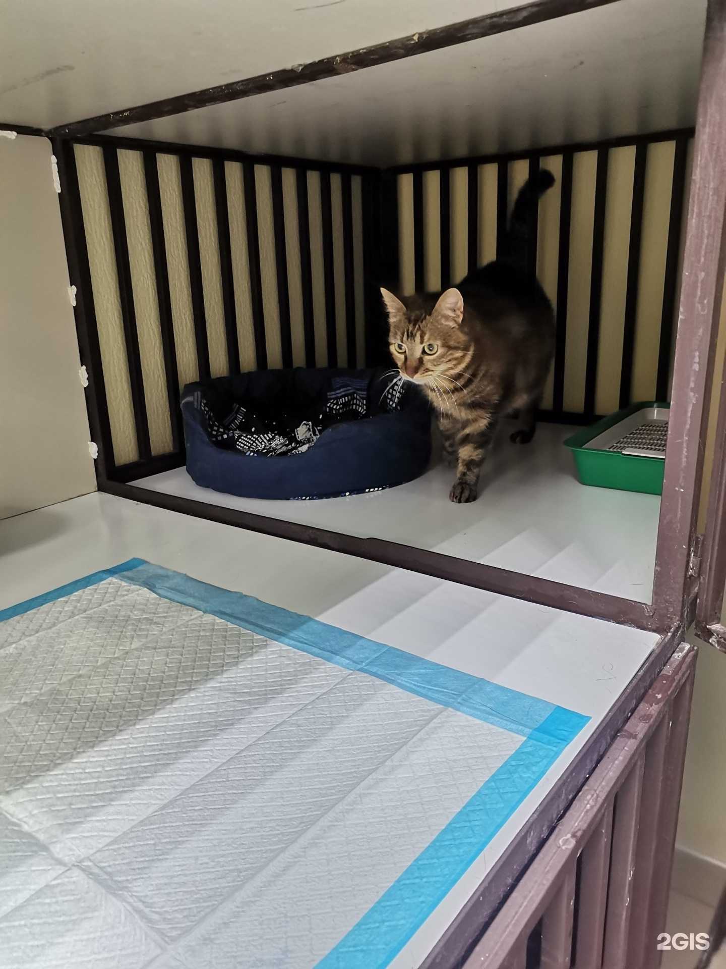 Отзывы на компанию АртВет в Краснодаре c фото