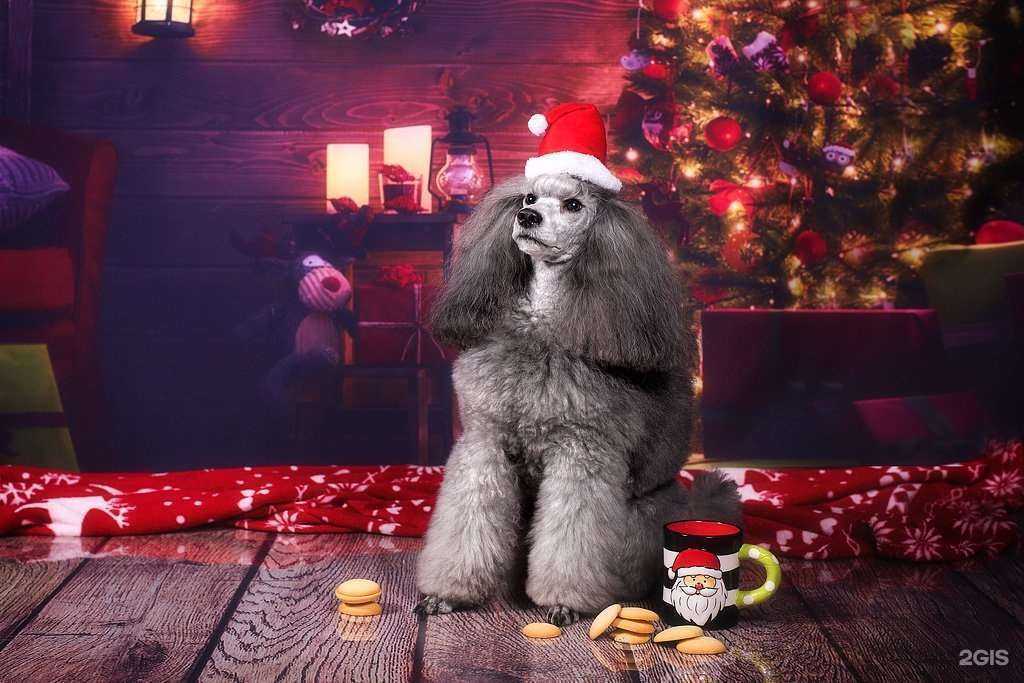 Отзывы на компанию Сами с усами в Владивостоке c фото