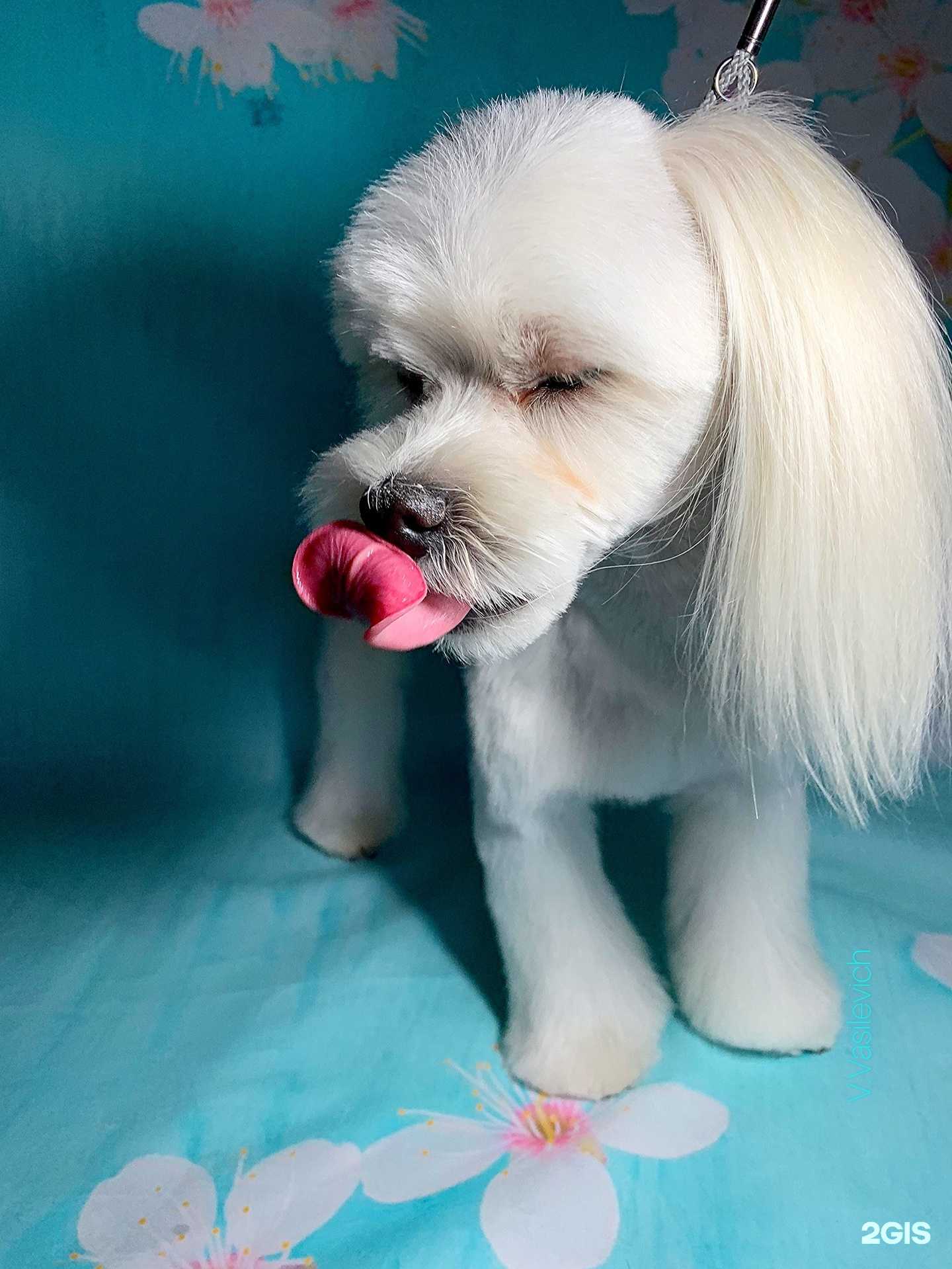 Отзывы на компанию Мой грумер в г. Смоленск c фото