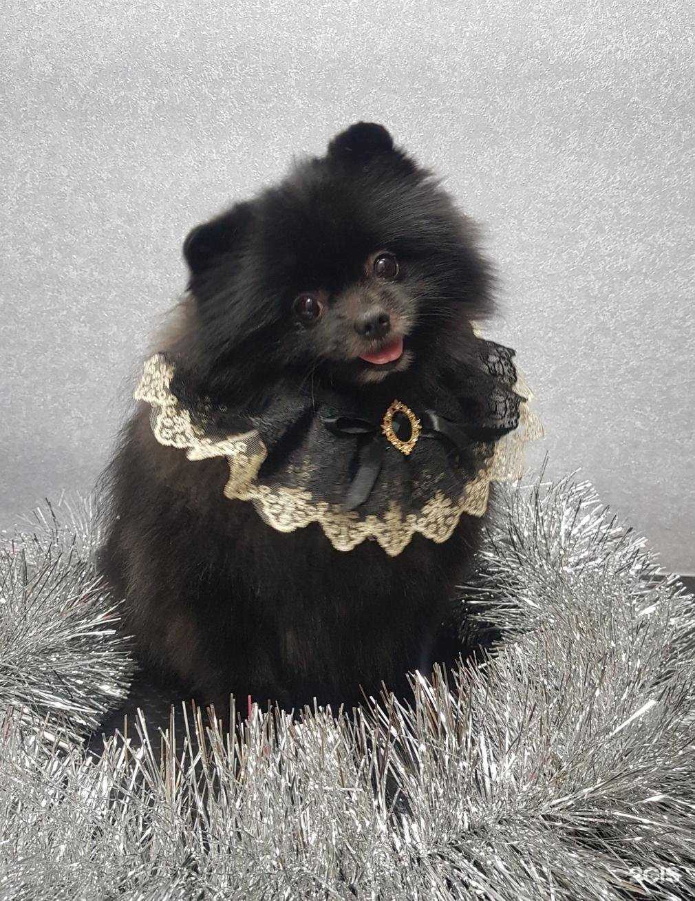 Отзывы на компанию Моё собачье дело в Чите c фото