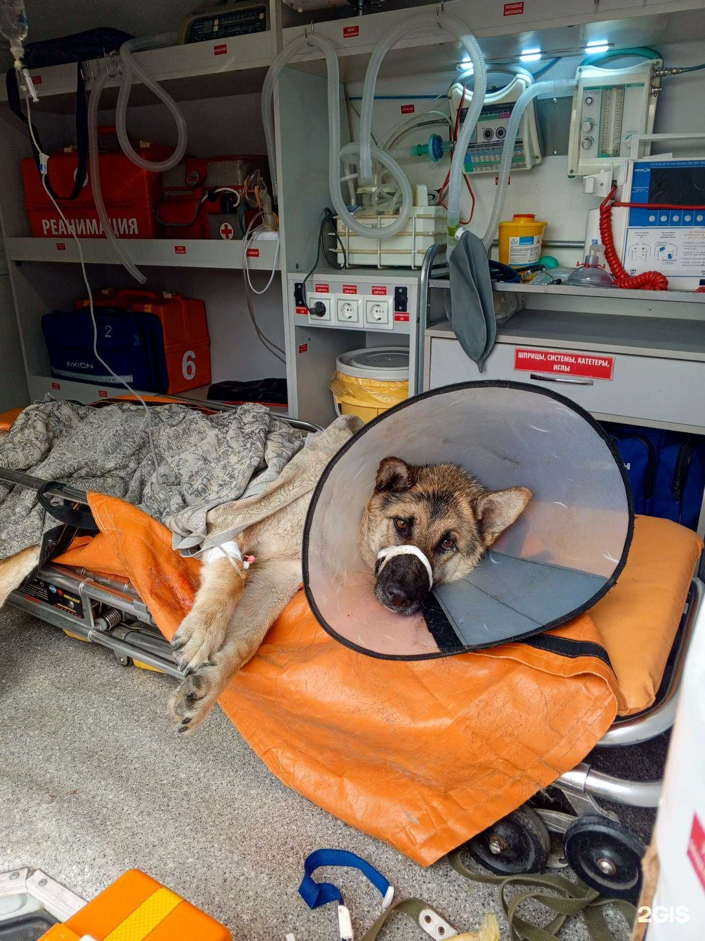 Отзывы на компанию Черногорская служба скорой ветеринарной помощи в г. Черногорск c фото